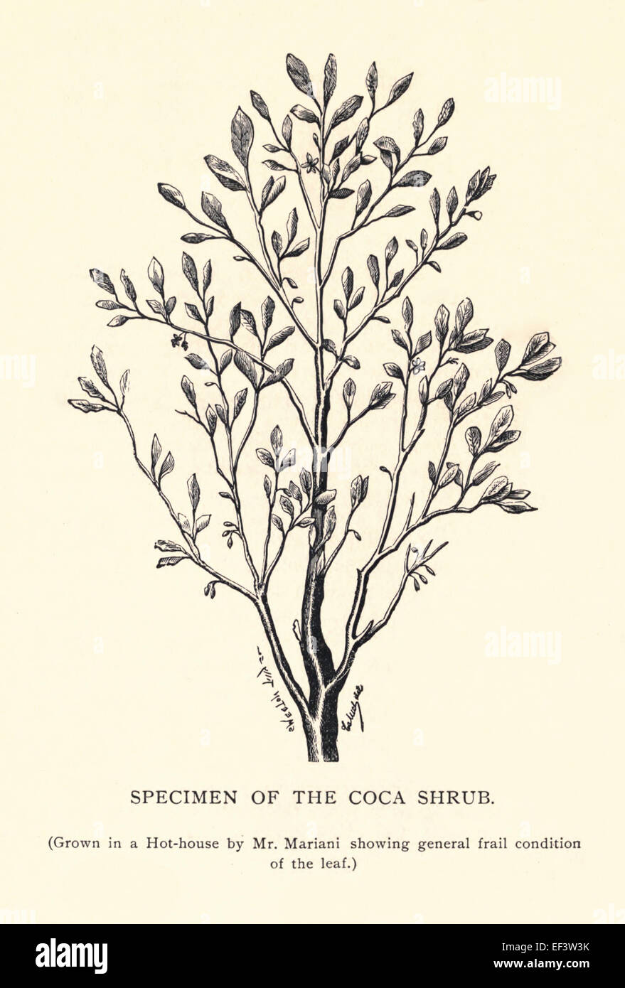Specimen of a Coca Shrub (Grown in a Hot-house by Mr. Mariani showing general frail condition of the leaf.) Angelo Mariani (1838-1914) was a French Chemist who produced the first Coca Wine, 'Vin Mariani' in 1863. See description for more information. Stock Photo