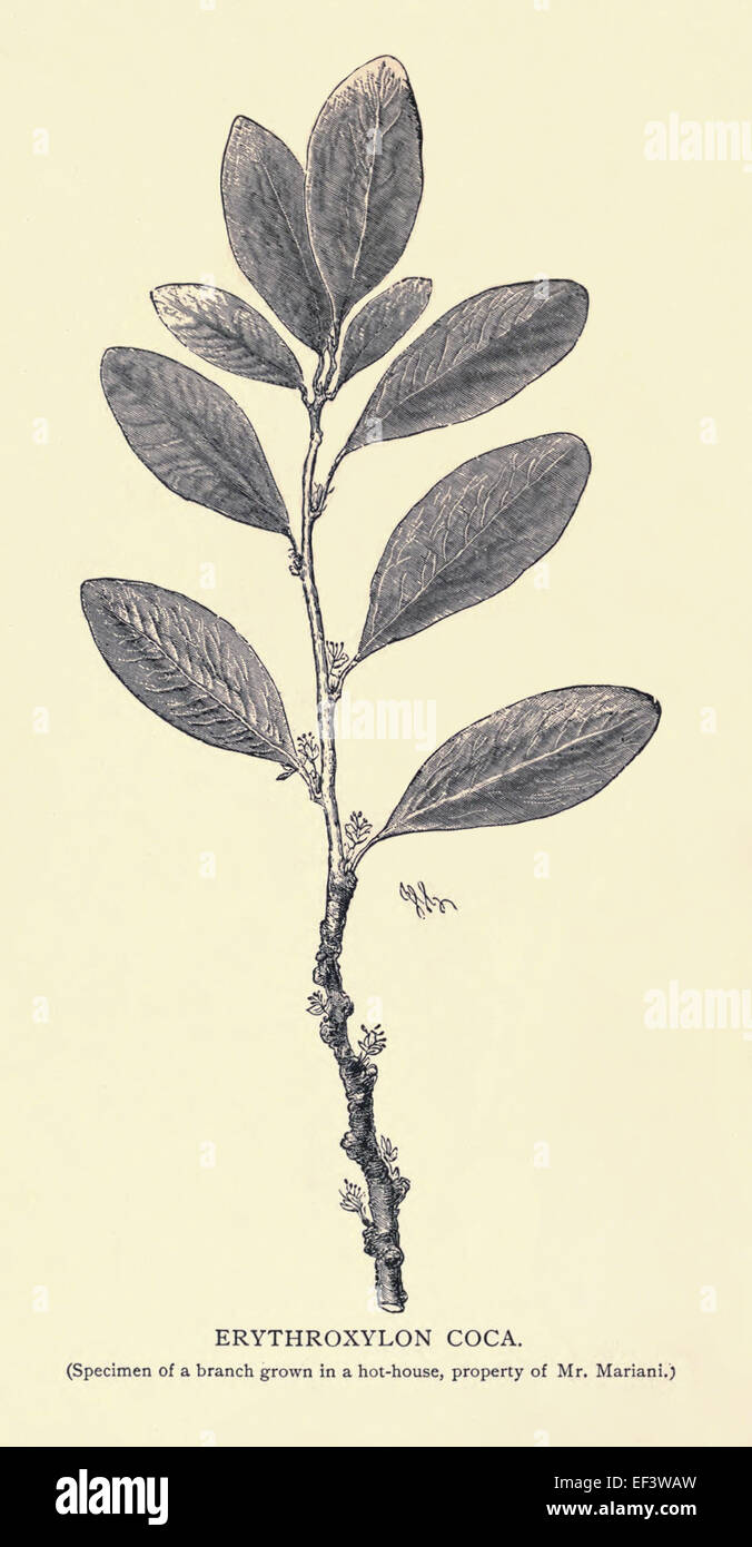 Engraving of Erythroxylon Coca leaves, specimen branch in a hot-house by Angelo Mariani (1838-1914) French Chemist who produced the first Coca Wine, 'Vin Mariani' in 1863. See description for more information. Stock Photo