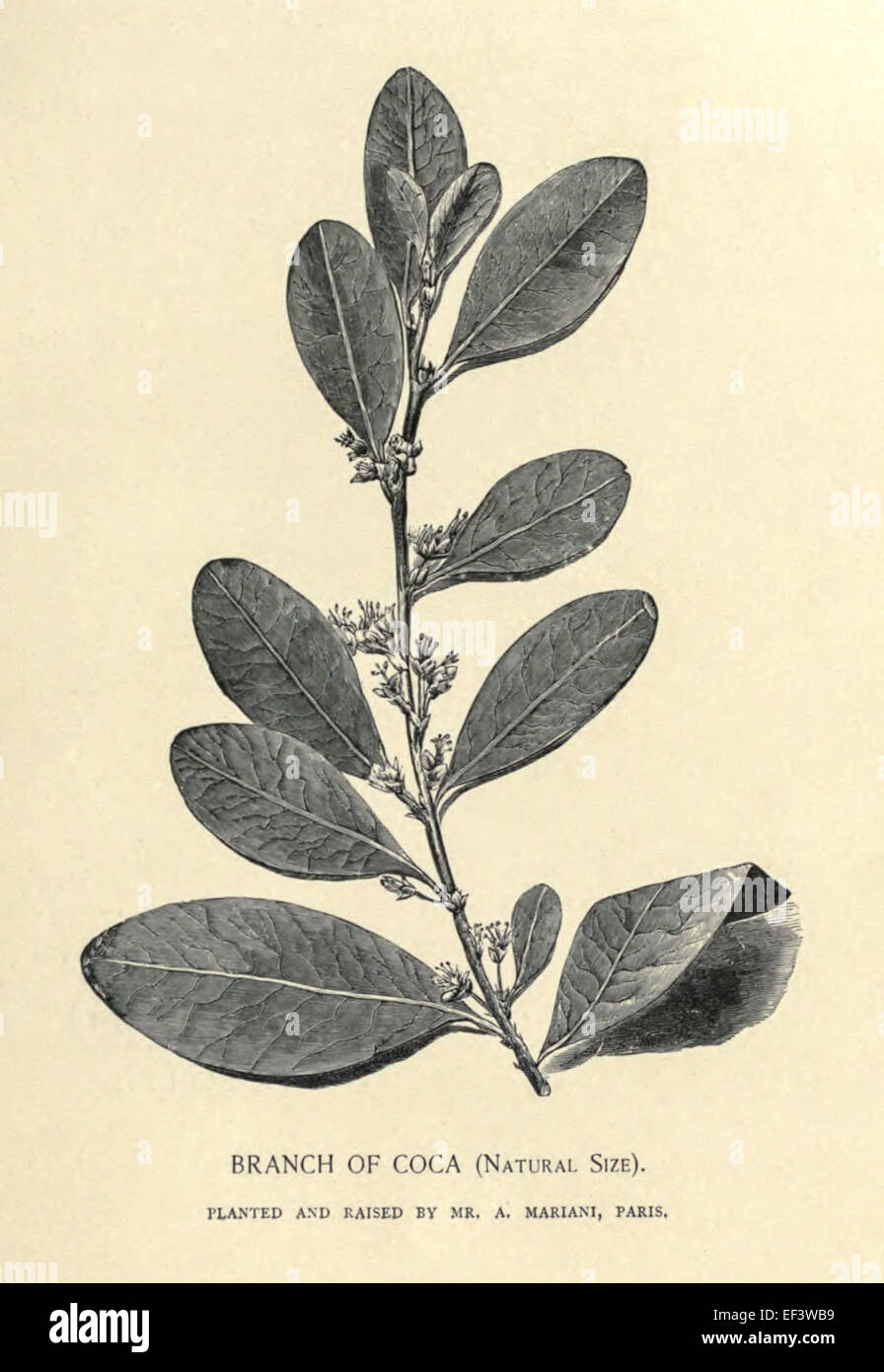 'Branch of Coca (Natural Size). Planted and raised by Mr A. Mariani, Paris'. Engraving of branch grown in a hot-house by Angelo Mariani (1838-1914) French Chemist who produced the first Coca Wine, 'Vin Mariani' in 1863. See description for more information. Stock Photo