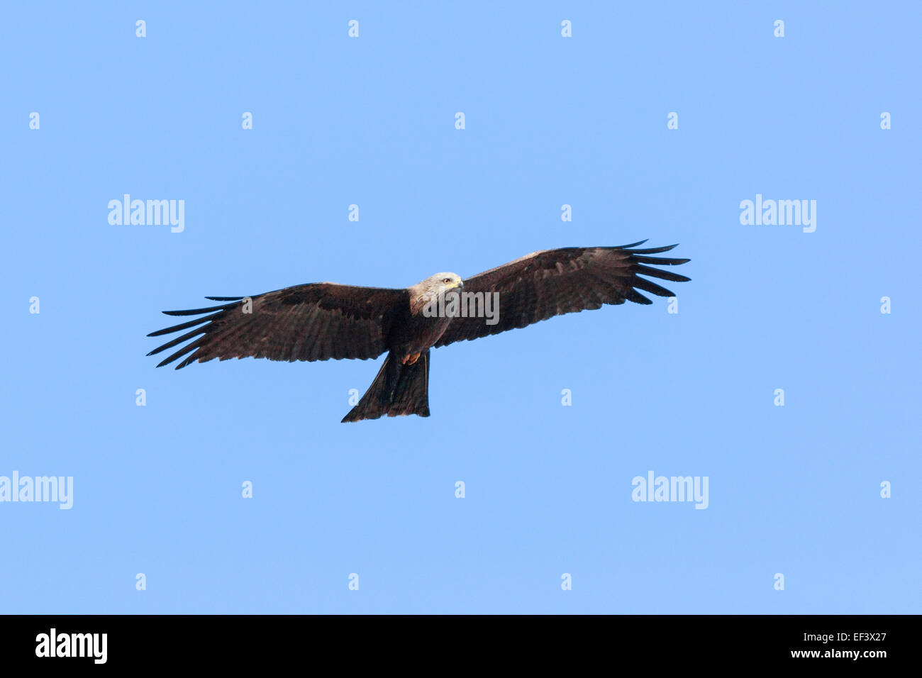 Black Kite (Milvus migrans).Wild bird in a natural habitat. Moscow