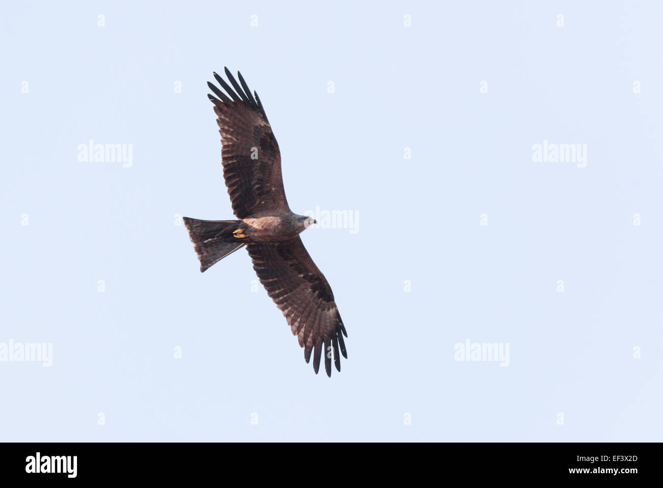 Black Kite (Milvus migrans).Wild bird in a natural habitat. Moscow