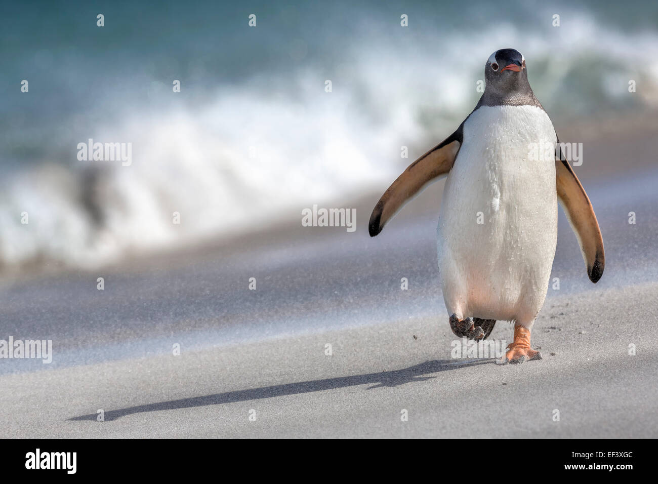 Gentoo Penguin walking on a wind blown South Atlantic beach Stock Photo