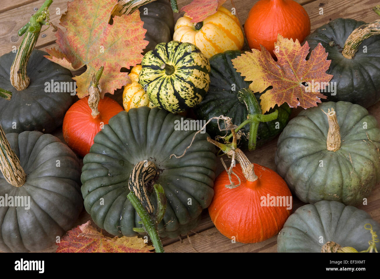 A selection of colourful squashes (pumpkins) in Autumn.a UK veg vegetables food foods seasonal Halloween colour Stock Photo