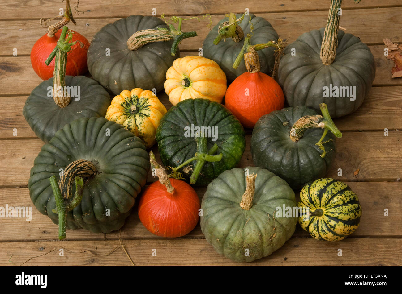 A selection of colourful squashes (pumpkins) in Autumn.a UK veg vegetables food foods seasonal Halloween colour Stock Photo