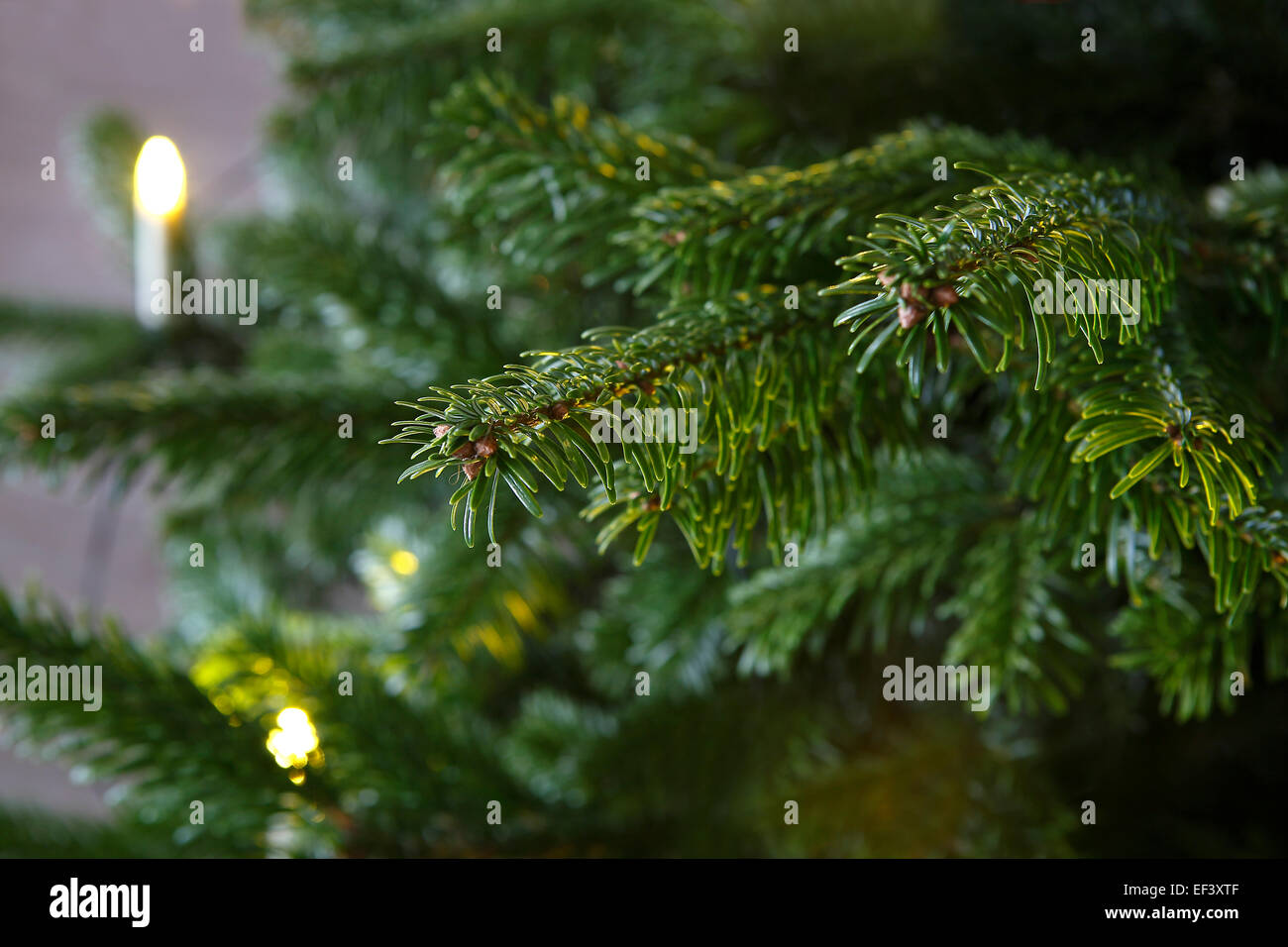 Bright fir tree hi-res stock photography and images - Alamy