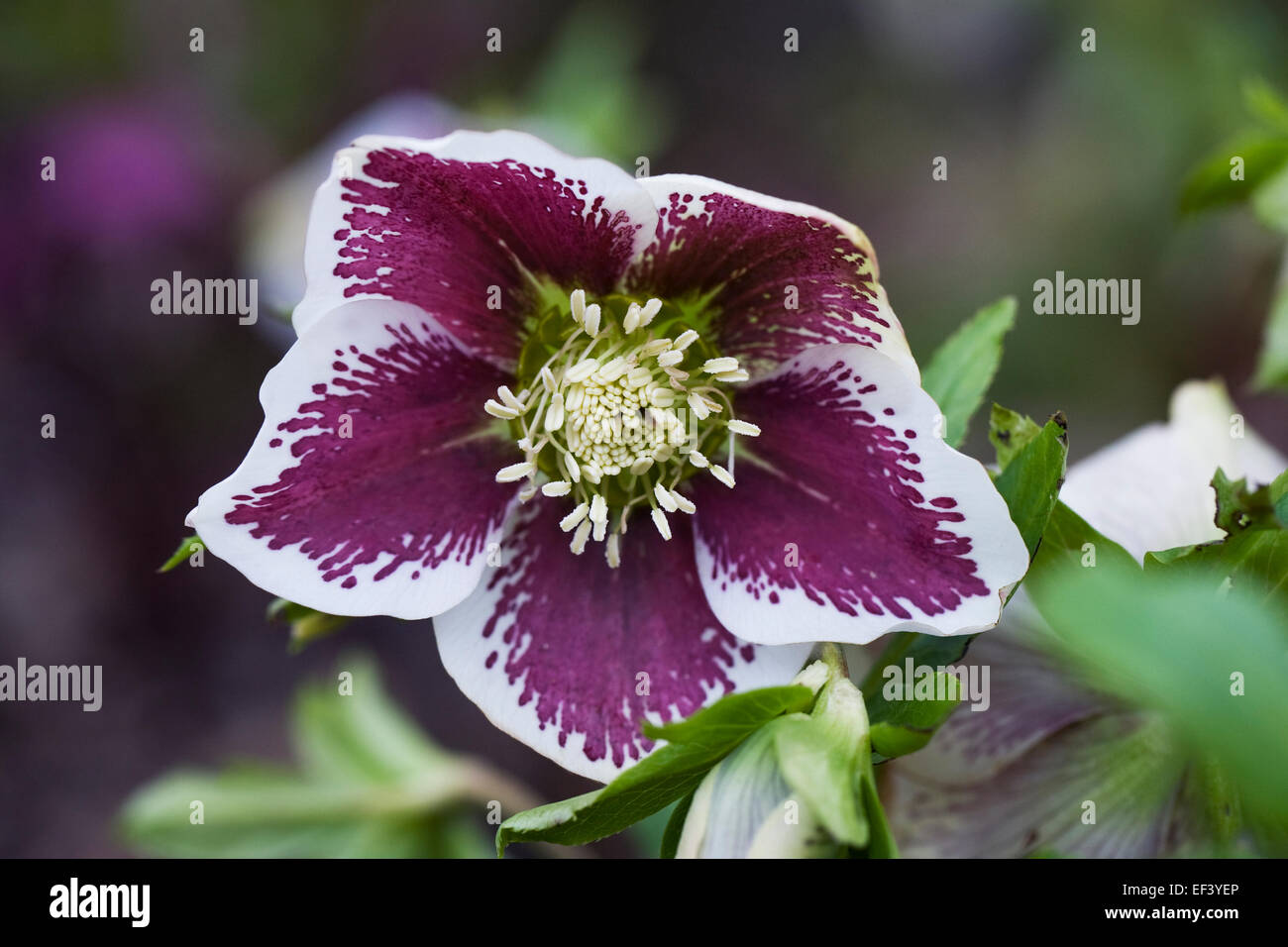 Hellebore 'Harvington White Speckled' flowering in a woodland in late winter. Stock Photo