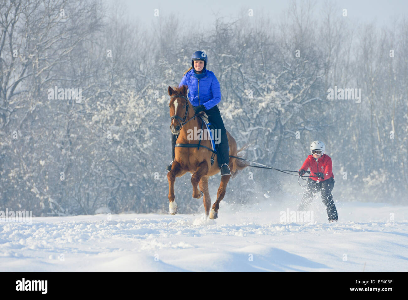 Ski joering, rider on Trakehnen horse Stock Photo