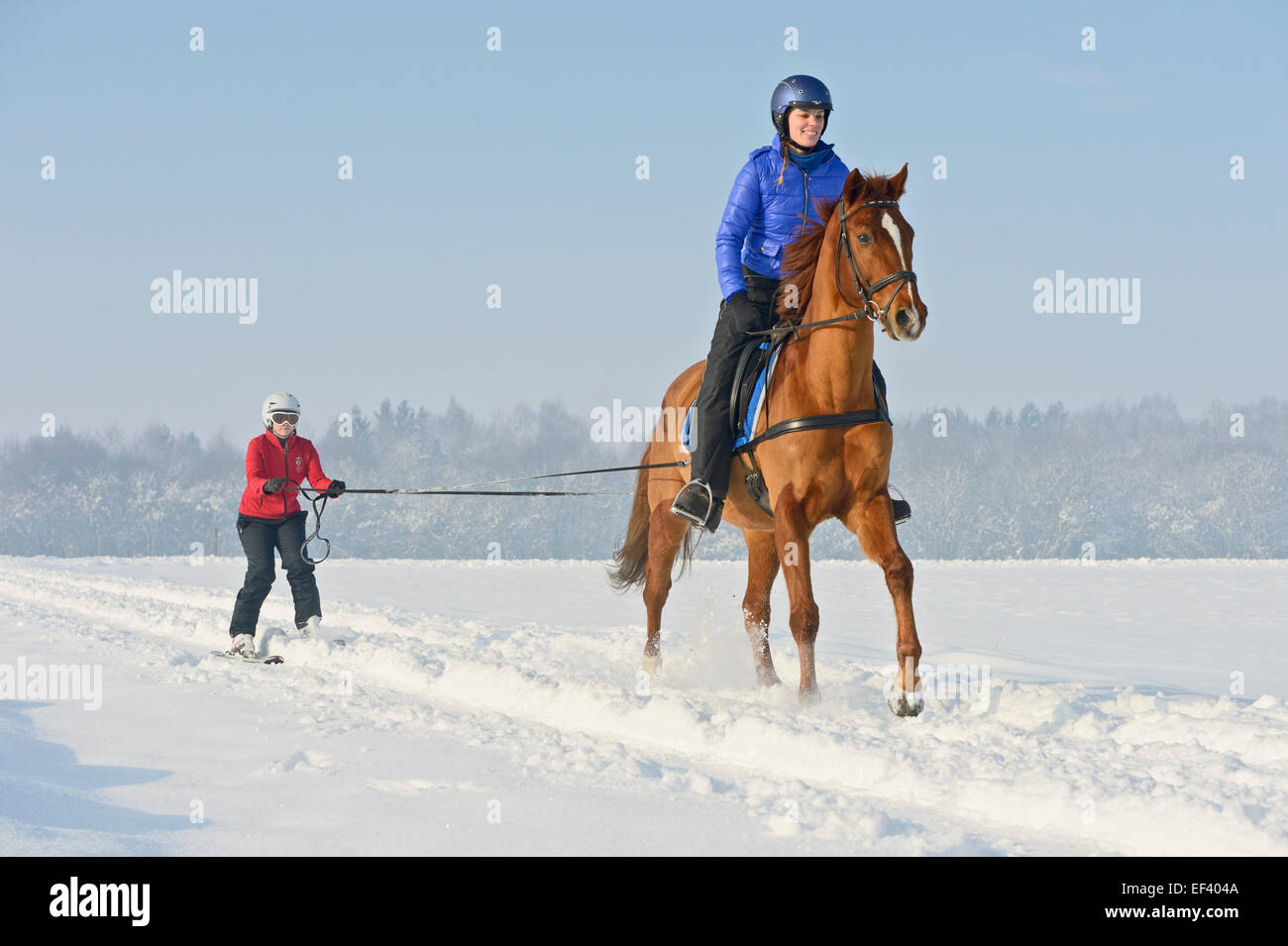 Ski joering, rider on Trakehnen horse Stock Photo