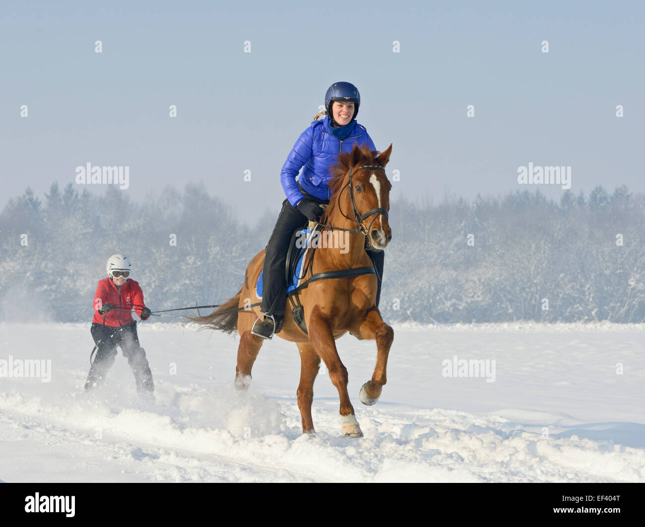 Ski joering, rider on Trakehnen horse Stock Photo