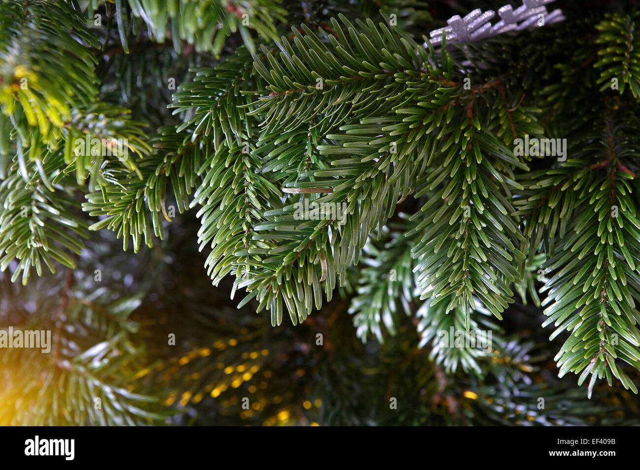 Closeup of a green fir Christmas tree Stock Photo - Alamy