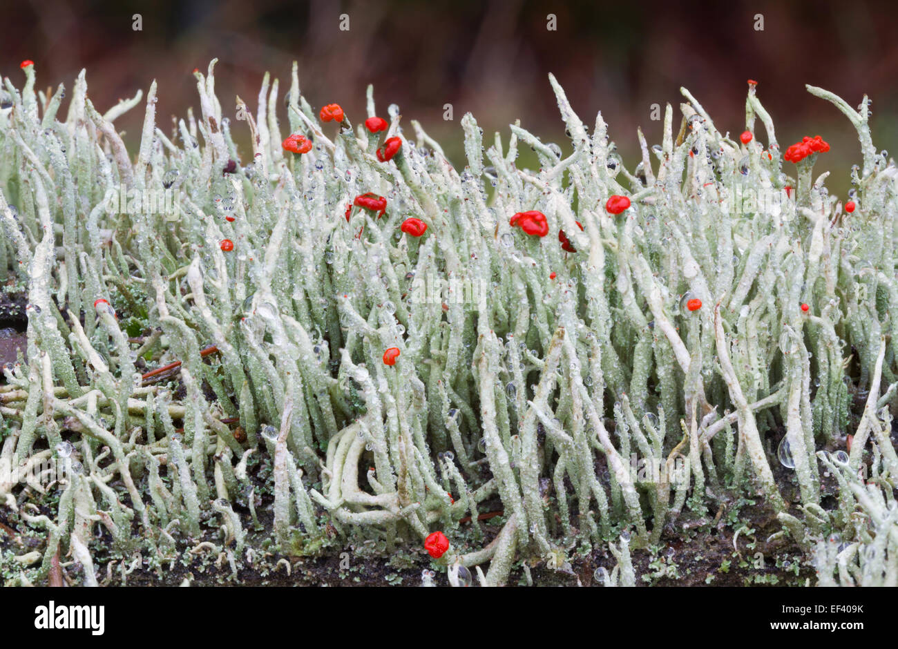 Lipstick Cladonia (Cladonia macilenta) with red fruiting bodies, with rain drops Stock Photo