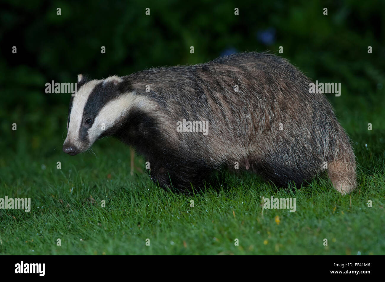 Badger Close Up Stock Photos & Badger Close Up Stock Images Alamy