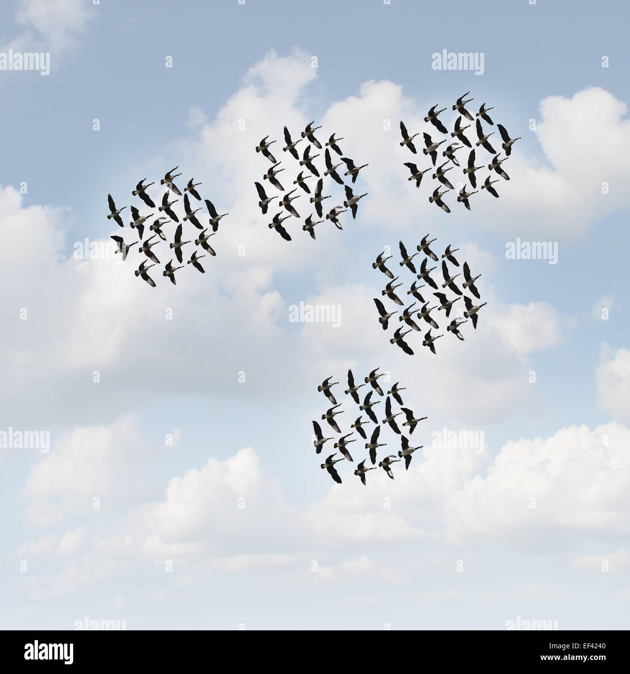 Mobile network and communication concept as groups of organized teams of flying geese flock moving together as a business metaphor for teamwork management. Stock Photo
