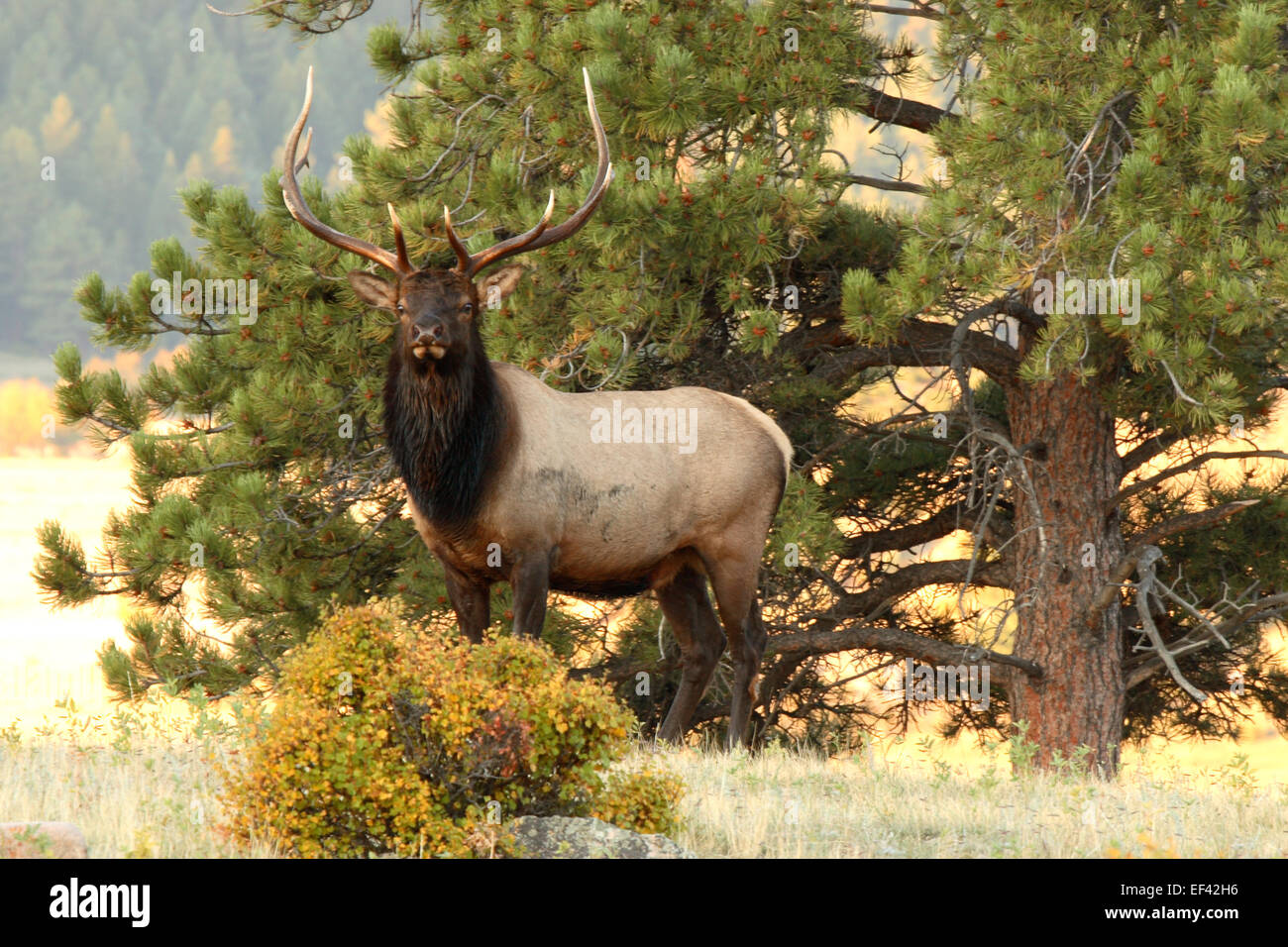 Rocky mountain ponderosa pine hi-res stock photography and images - Alamy