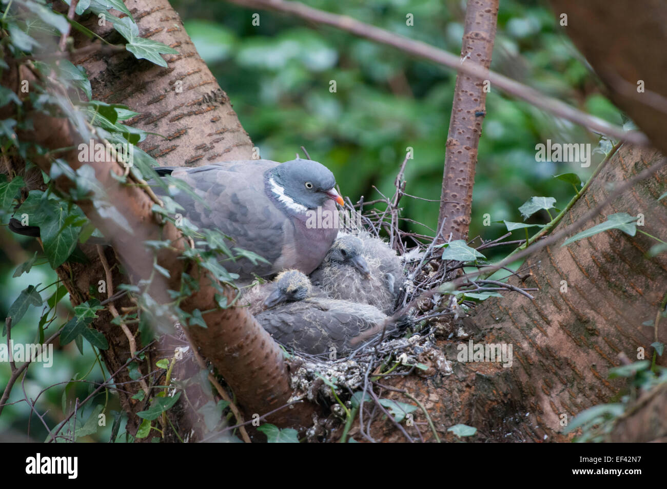 A Woodpigeon broods two young on the nest, Hastings, East Sussex, UK Stock Photo