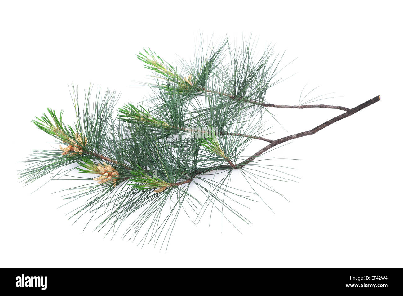 Swiss stone pine branch isolated on white Stock Photo