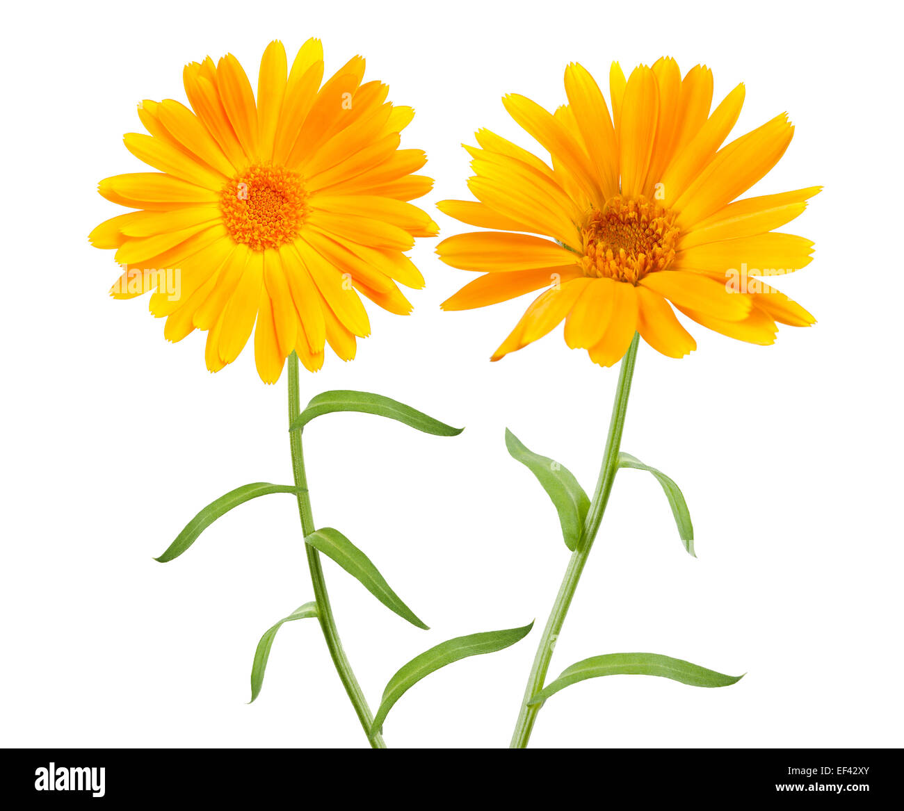 Calendula. Marigold flowers with leaves isolated on white Stock Photo