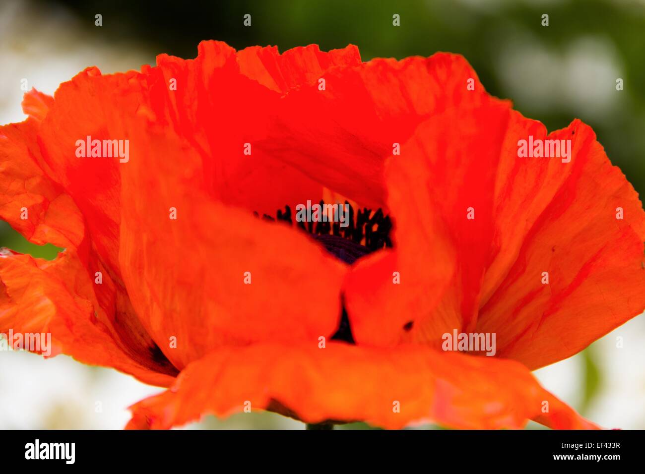 Red poppy black centre hi-res stock photography and images - Alamy