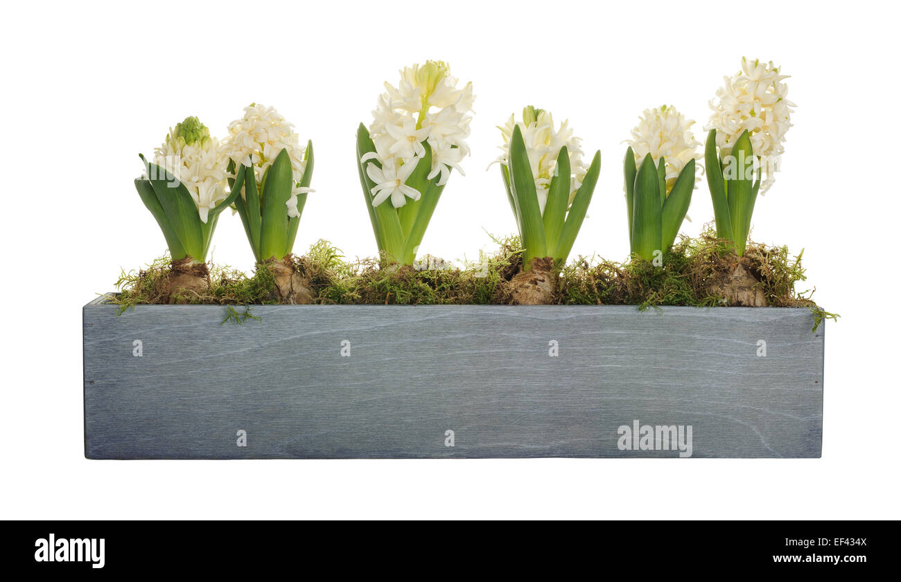 white hyacinth flowers isolated on white background Stock Photo