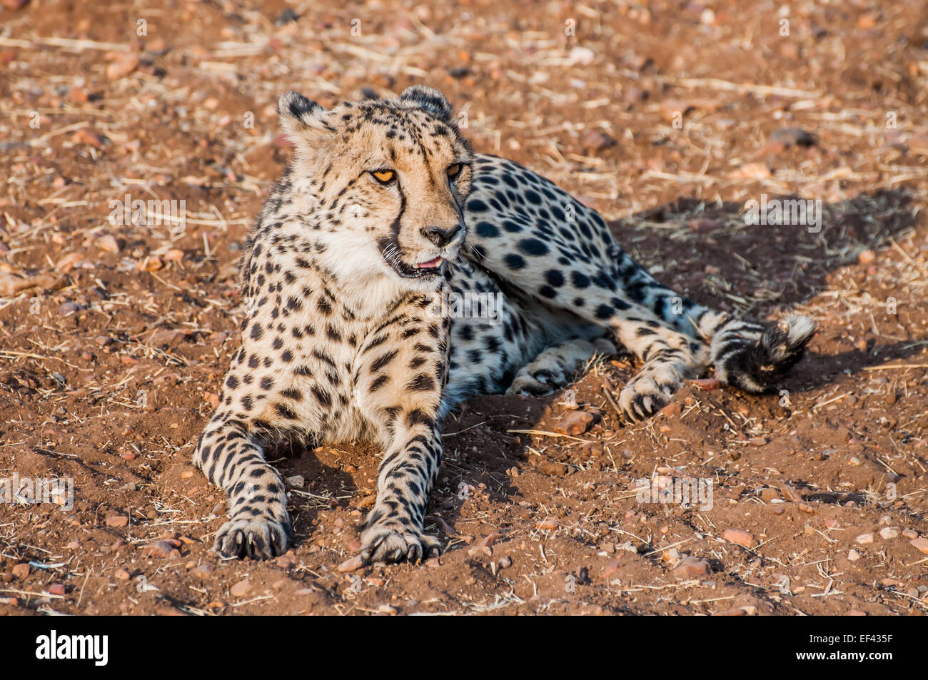 A Cheetah lying on the ground in the bush veld of Namibia completely visible. Stock Photo