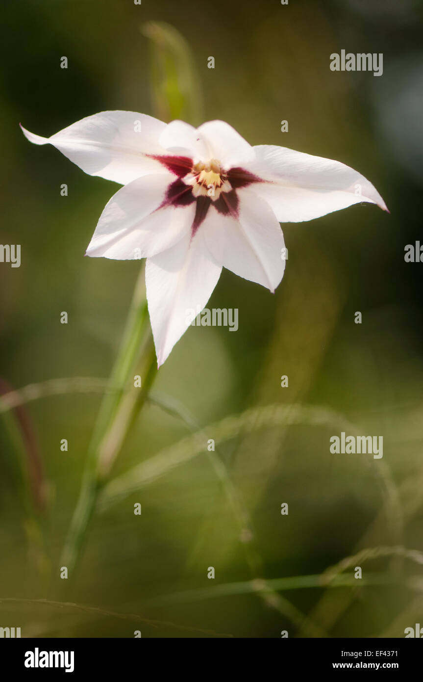 Gladiolus acidanthera Stock Photo