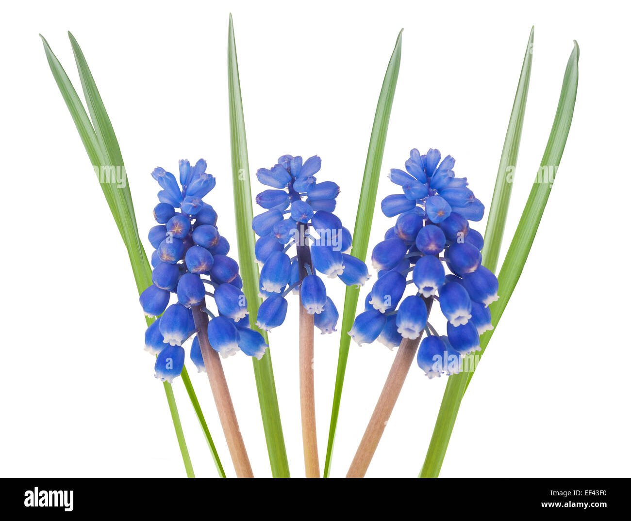 muscari flowers with leaves isolated on white background Stock Photo