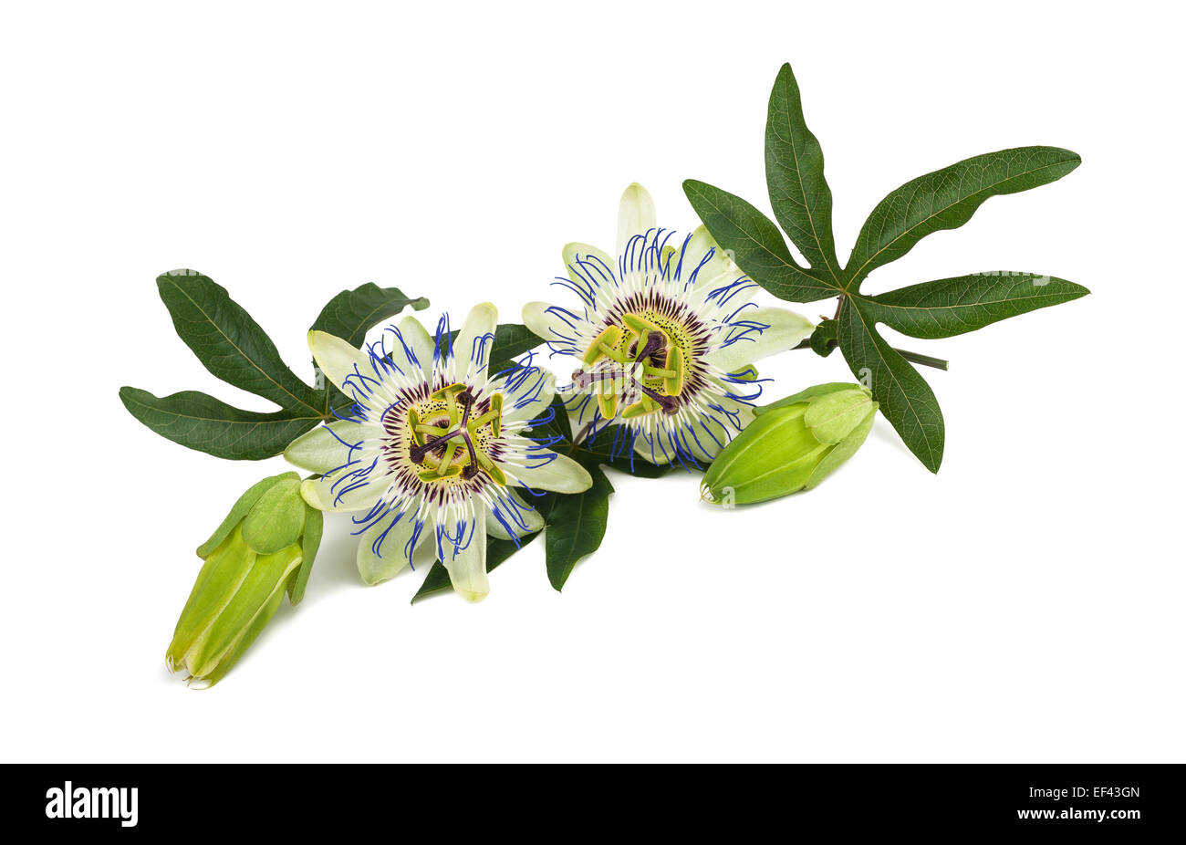 Passion flower (Passiflora) isolated on white background. Stock Photo