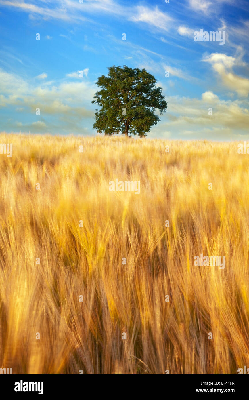 Lone tree field hi-res stock photography and images - Alamy