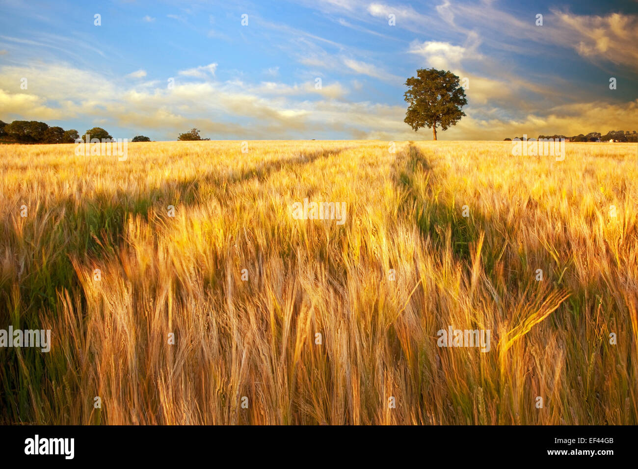 Field of Gold Stock Photo Alamy