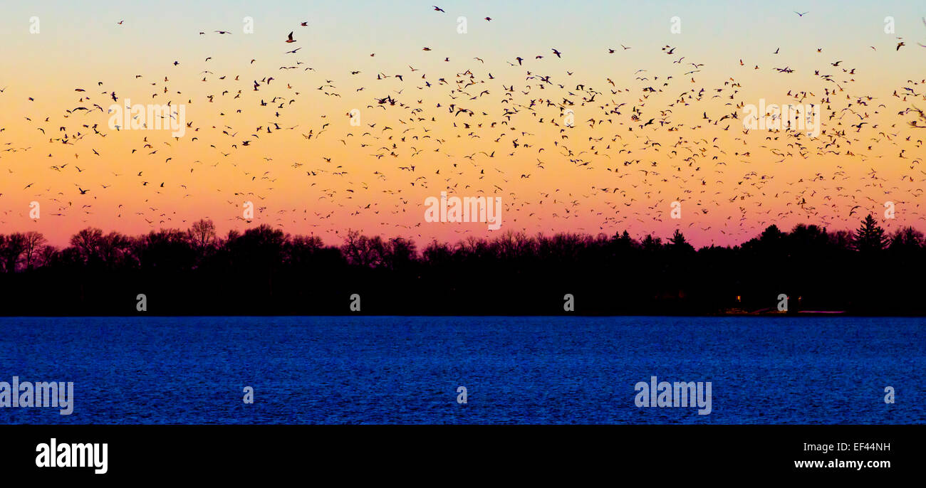 Flock of birds flying sunset hi-res stock photography and images - Alamy