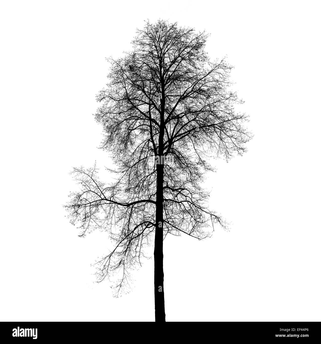 Leafless birch tree silhouette isolated on white background. Stylized ...