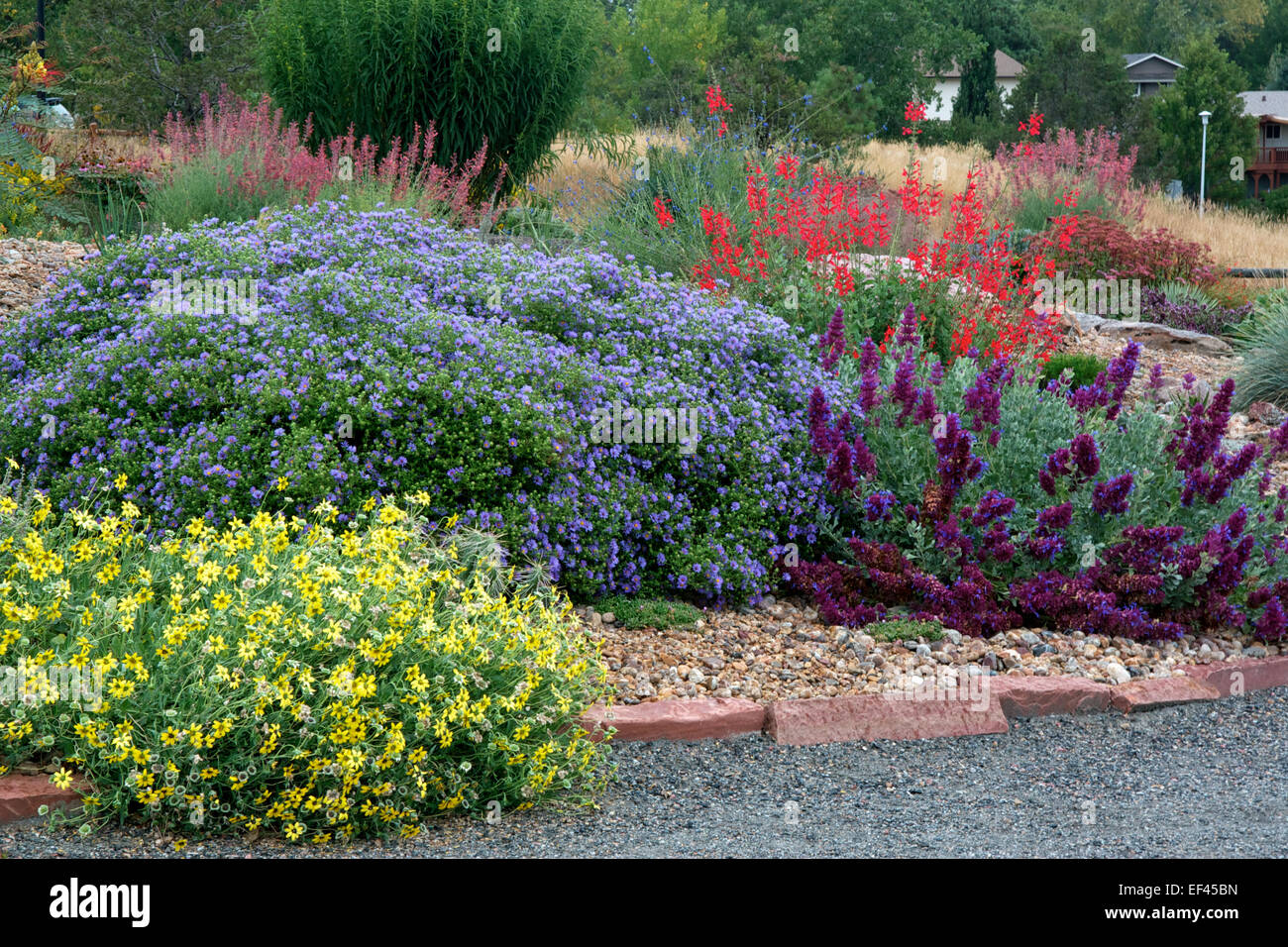 Xeriscape garden Stock Photo