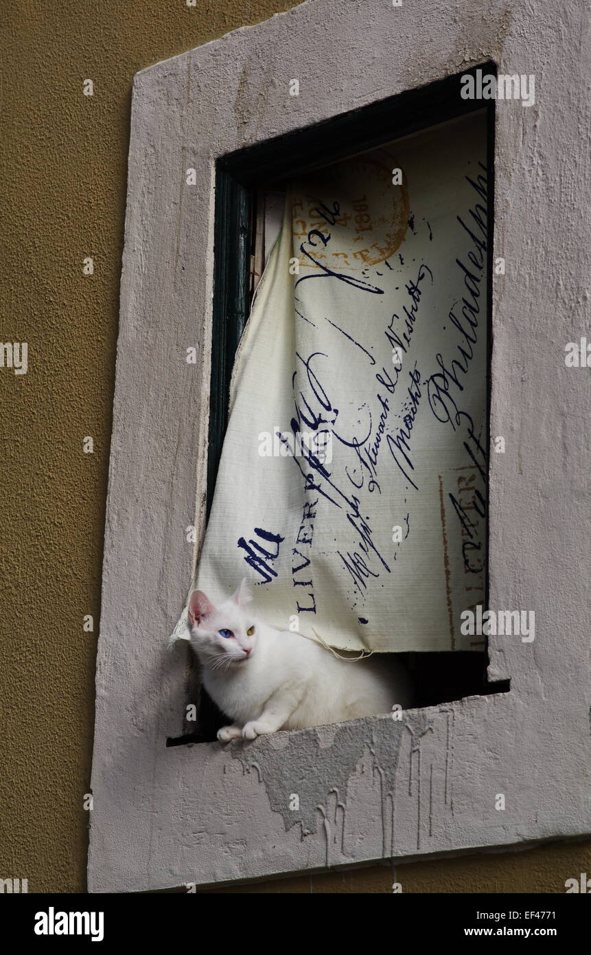 White cat with odd coloured eyes sits in a window sill in Lisbon with curtain billowing in the breeze behind it. Stock Photo