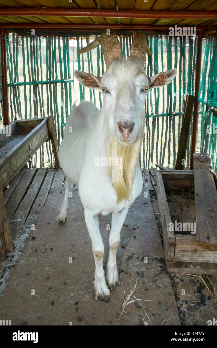 Saanen billy goat standing in his shaded den and looking straight towards the viewer. Stock Photo
