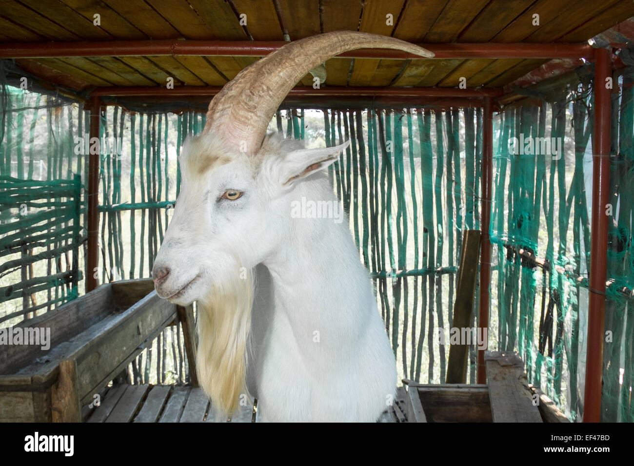 Saanen billy goat standing in his stables, looking towards the viewer while displaying his big horns and long white beard. Stock Photo