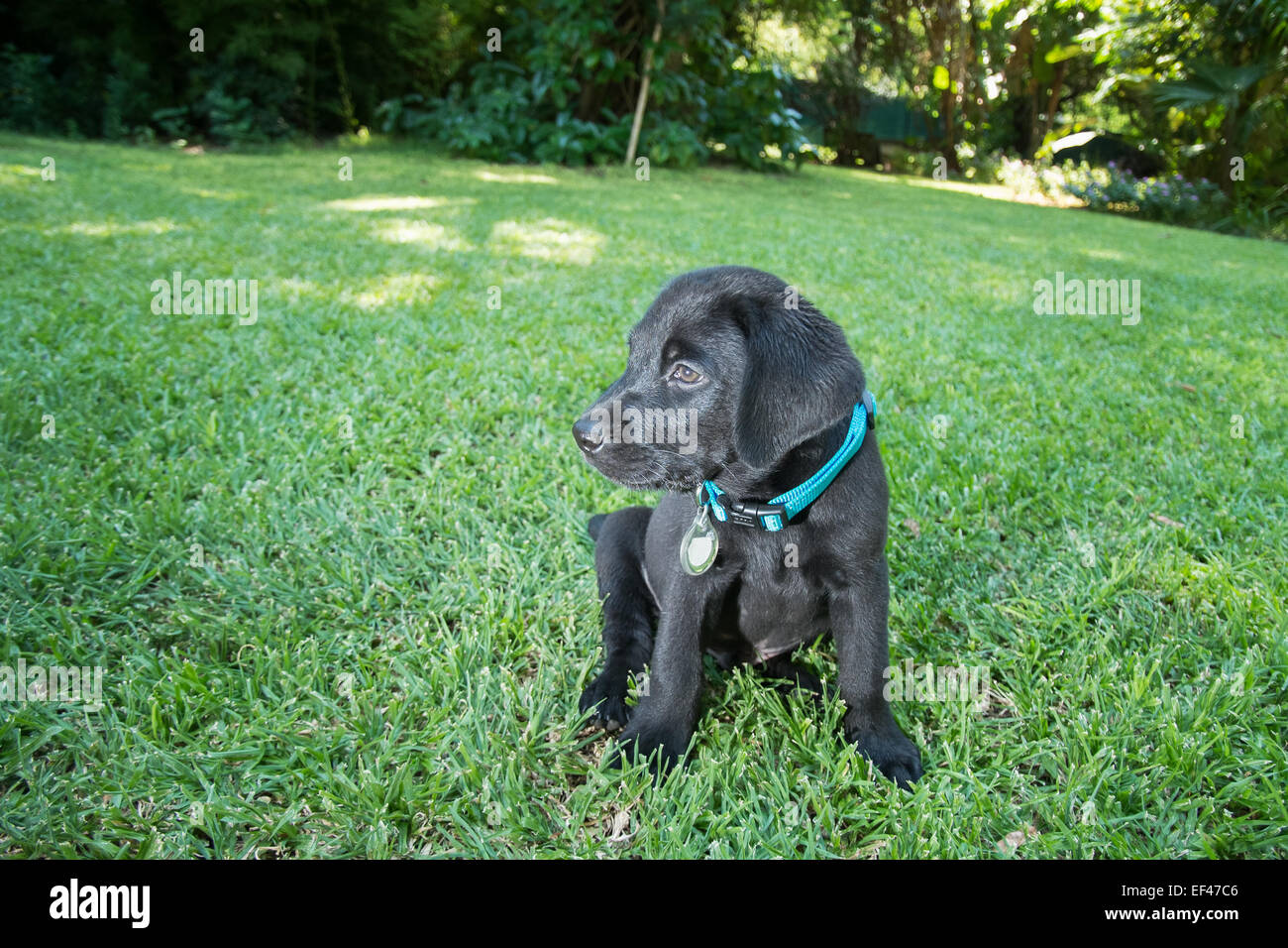 Photo inspiration: Gallery Detail: Labrador Puppy Eating Food And Drinking Water Outside On The