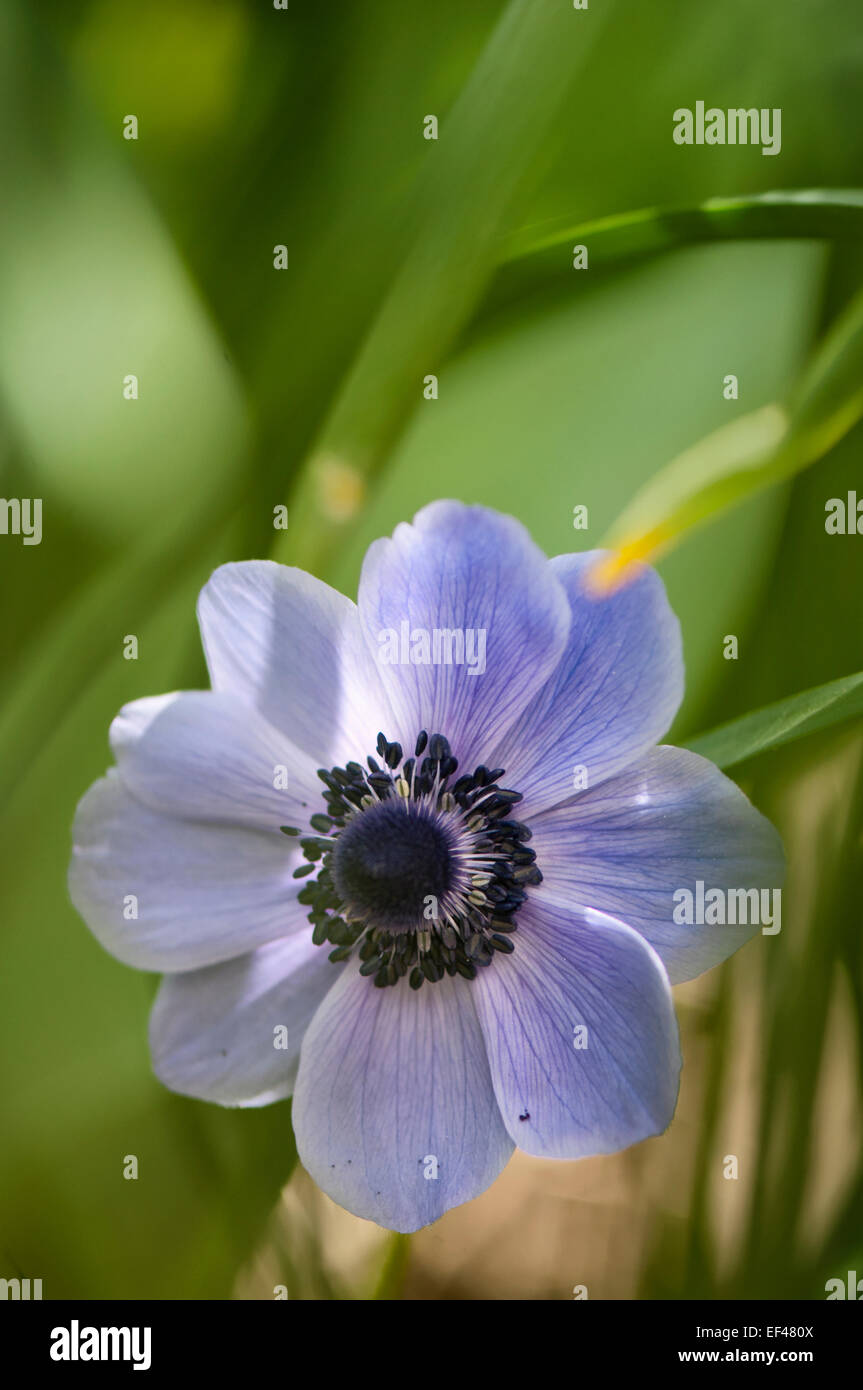 Anemone coronaria group de Caen. Spanish Marigold Stock Photo Alamy