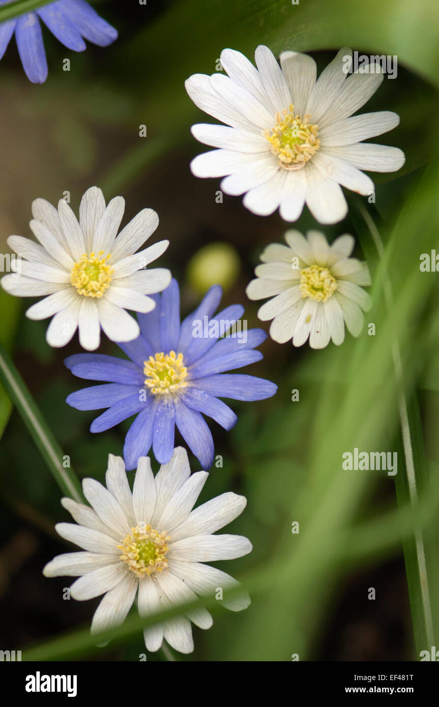 Anemone blanda. Balkan anemone, grecian windflower,winter windflower Stock Photo