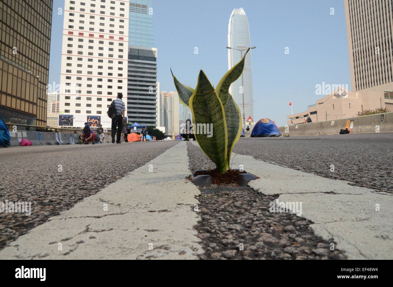 Flower in asphalt (mother-in-law's tongue) Umbrella revolution Hong Kong Occupy Central, green city eco-town Stock Photo