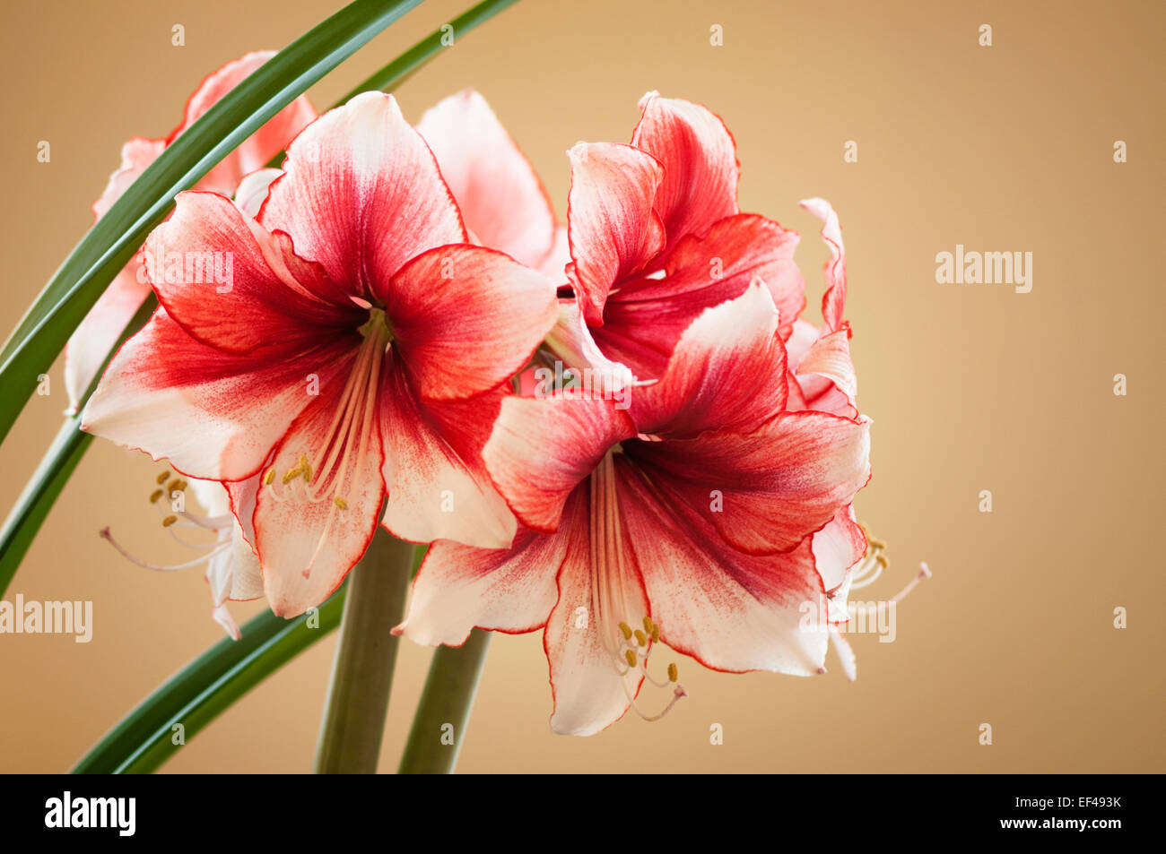 Hippeastrum 'Temptation'. Winter flowering houseplant, bulb Stock Photo ...