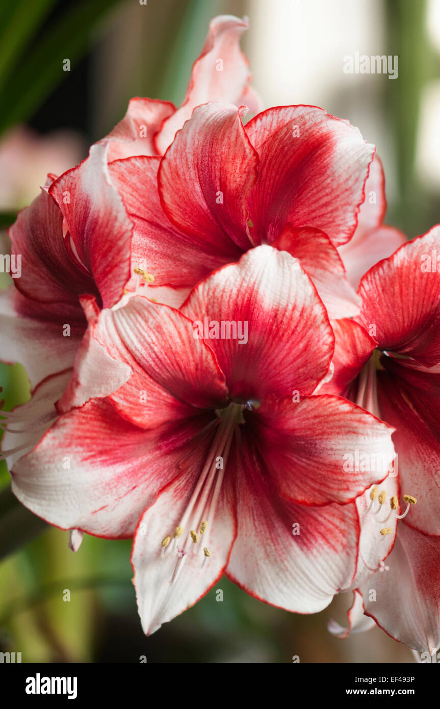 Hippeastrum 'Temptation'. Winter flowering houseplant, bulb Stock