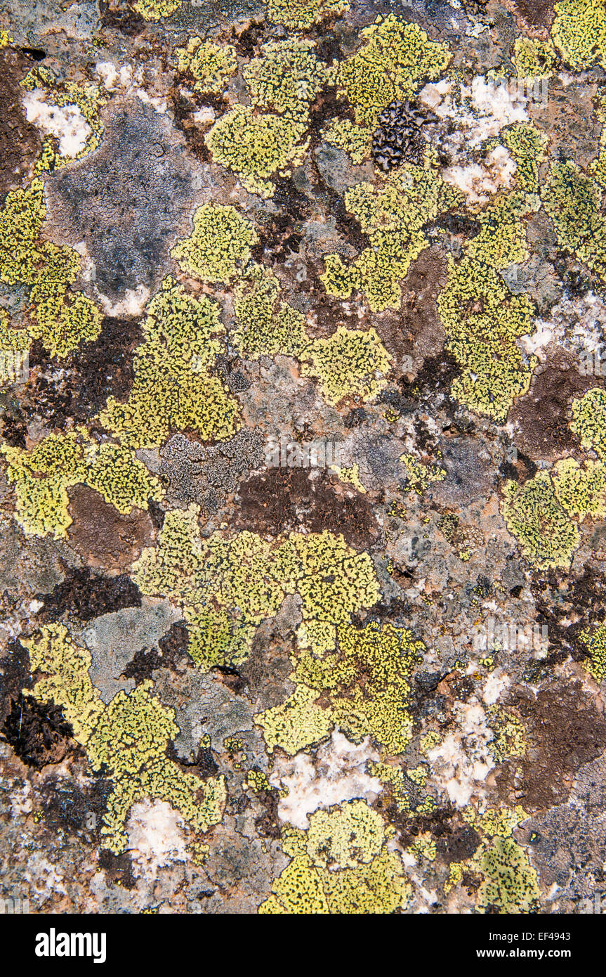 Lichen encrusted on a granite outcrop at Mt Buffalo, Victoria, Australia Stock Photo