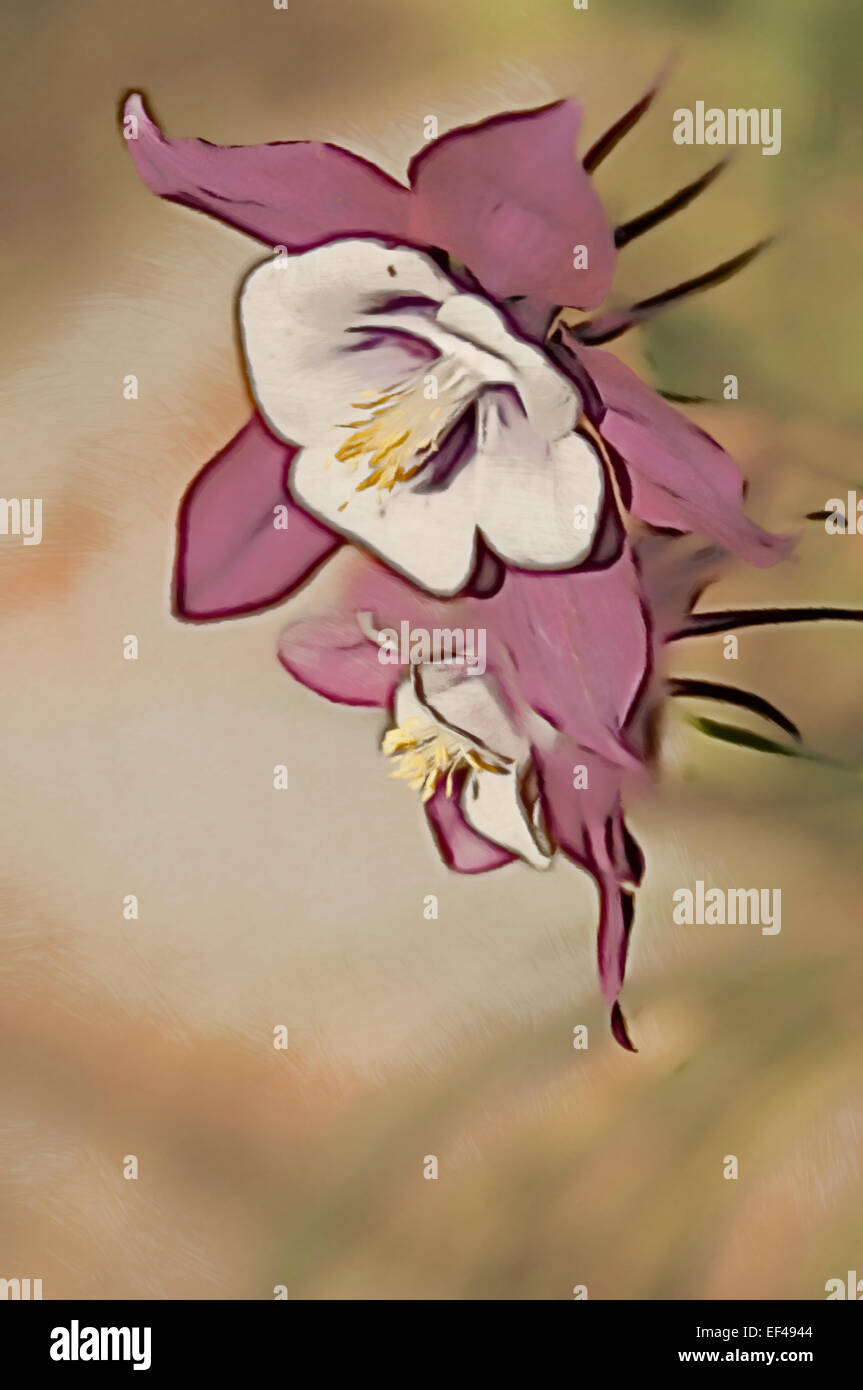 Granny's Bonnet flower close-up. Aquilegia x hybrida Stock Photo