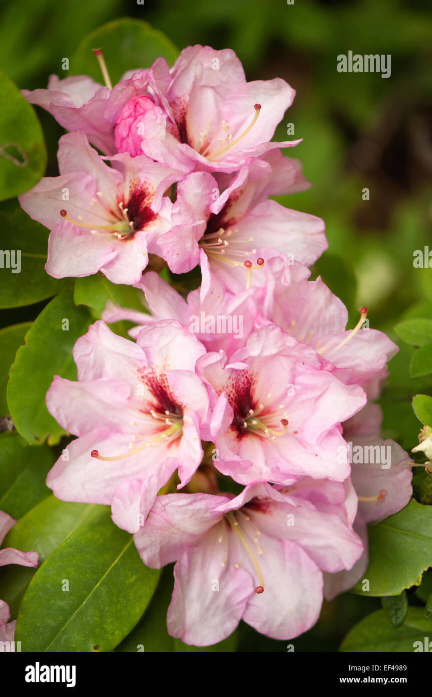 Rhododendron 'Zoe Graves' blossoming bush Stock Photo