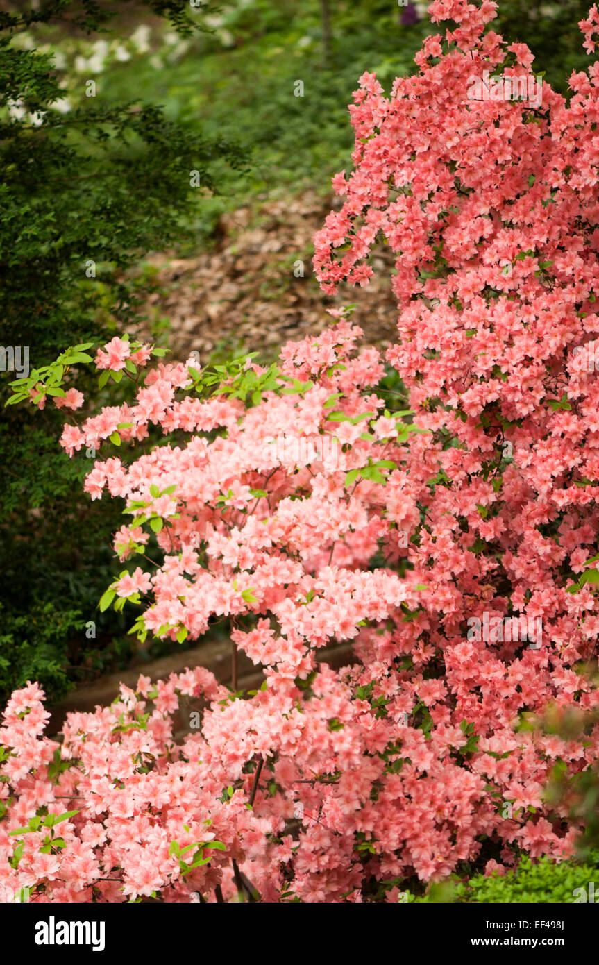 Coral Pink Azalea Bushes in Flower Stock Photo