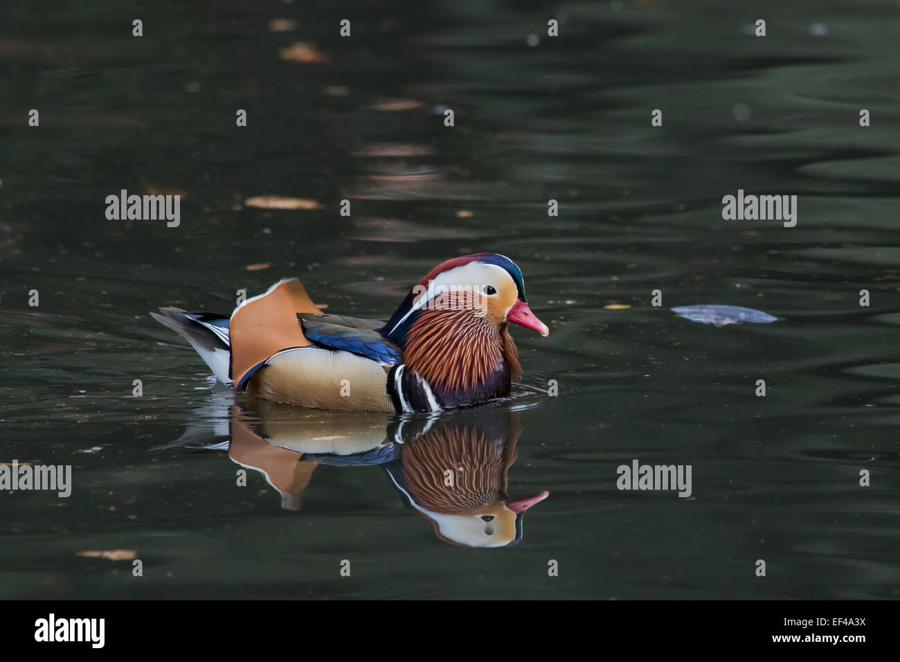 A wild Male Mandarin Duck Aix galericulata swimming on the lake In