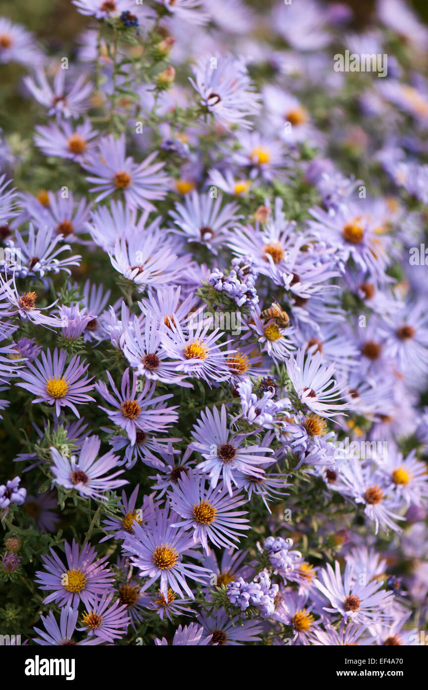 Growing plant of perennial aster flower in bloom in the fall Stock Photo