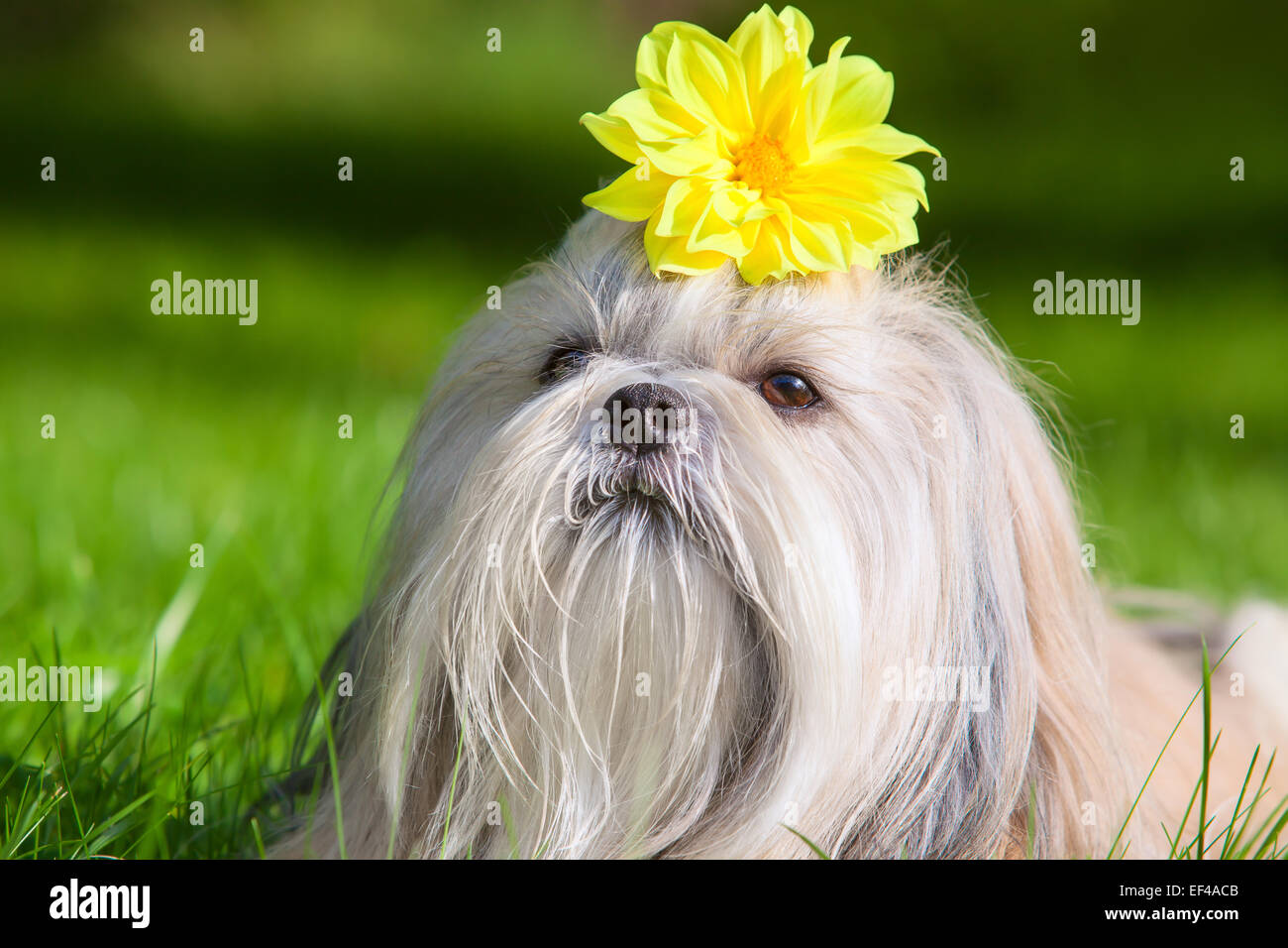 Dog Rizz Flower Shih tzu dog with flower Stock Photo - Alamy