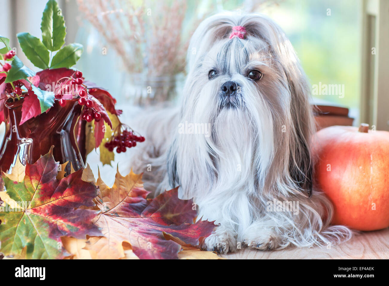 What Fruit Is Good For Shih Tzu