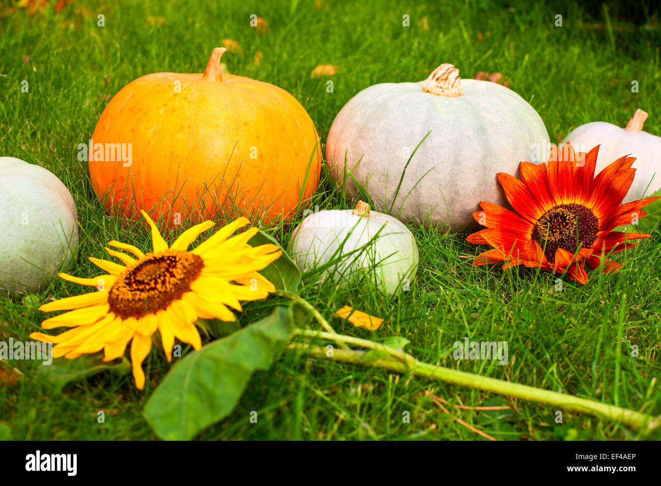 Pumpkins and flowers on grass at autumn Stock Photo - Alamy